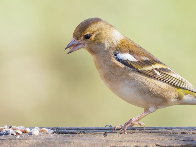 A colorful male Chaffinch with a blue-grey cap and reddish breast perched on a branch. (gallery image 1)