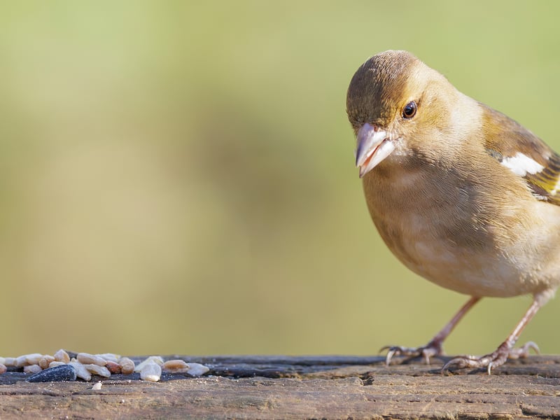 A colorful male Chaffinch with a blue-grey cap and reddish breast perched on a branch. (gallery image 2)