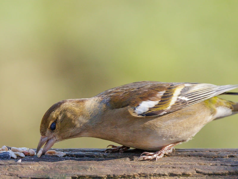 A colorful male Chaffinch with a blue-grey cap and reddish breast perched on a branch. (gallery image 3)