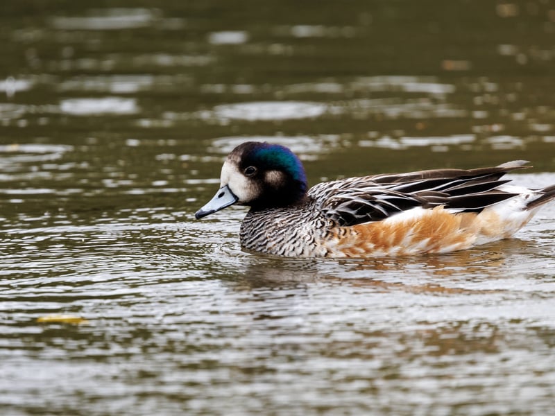 A small duck with a grey bill, iridescent green head markings, and chestnut-coloured flanks. (gallery image 1)