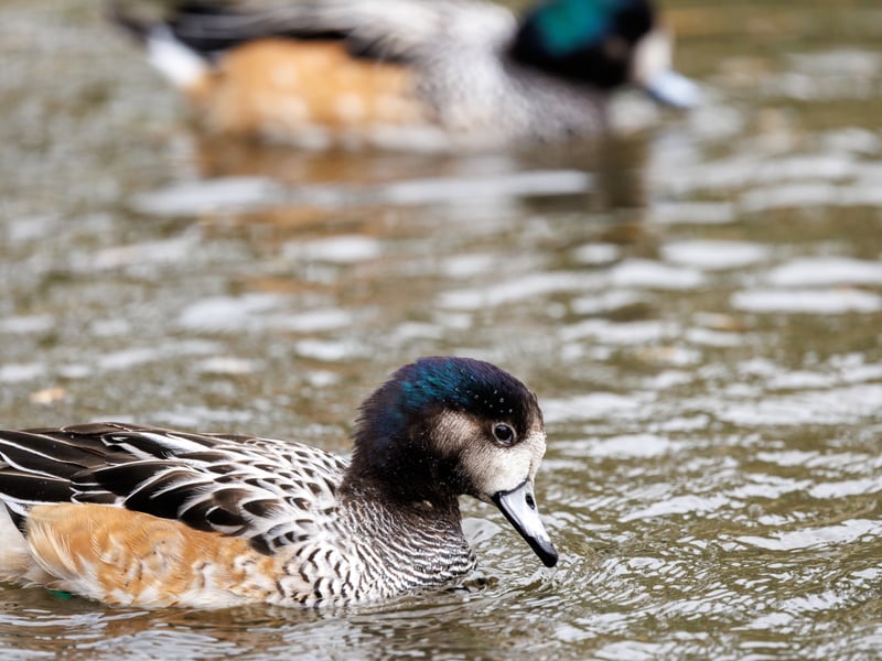 A small duck with a grey bill, iridescent green head markings, and chestnut-coloured flanks. (gallery image 2)