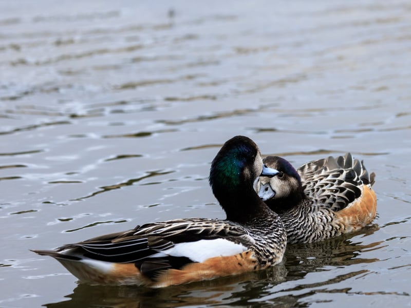 A small duck with a grey bill, iridescent green head markings, and chestnut-coloured flanks. (gallery image 3)