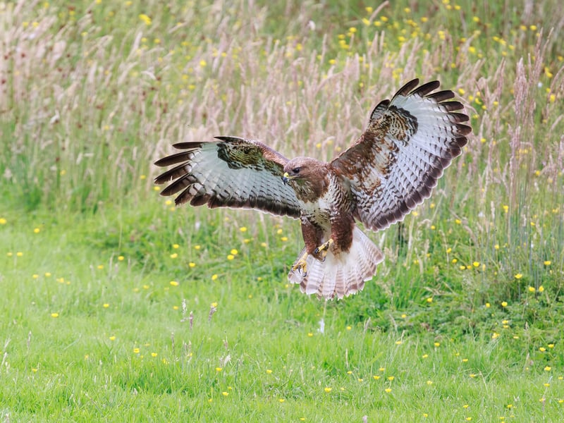 A Common Buzzard perched with broad brown wings folded, showing its pale chest and piercing yellow eyes. (gallery image 1)