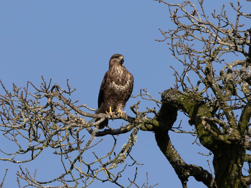 A Common Buzzard perched with broad brown wings folded, showing its pale chest and piercing yellow eyes. (gallery image 2)