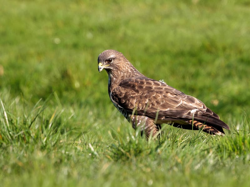 A Common Buzzard perched with broad brown wings folded, showing its pale chest and piercing yellow eyes. (gallery image 3)