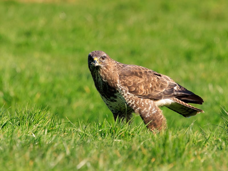 A Common Buzzard perched with broad brown wings folded, showing its pale chest and piercing yellow eyes. (gallery image 4)