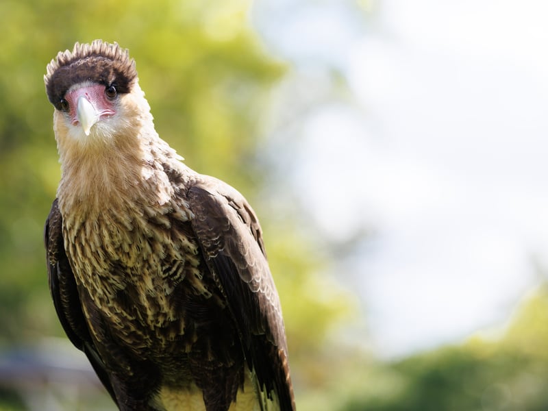 A white and black raptor with an orange face and a dark crest standing on the ground. (gallery image 1)