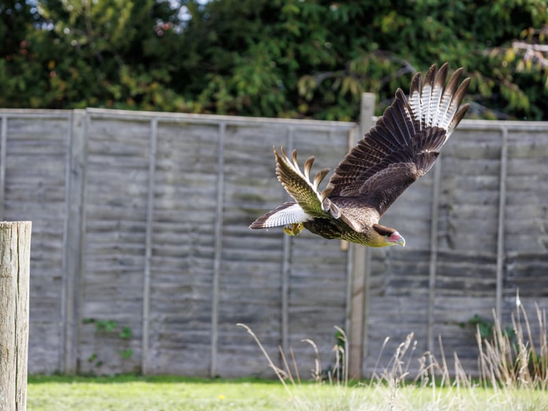 A white and black raptor with an orange face and a dark crest standing on the ground. (gallery image 2)