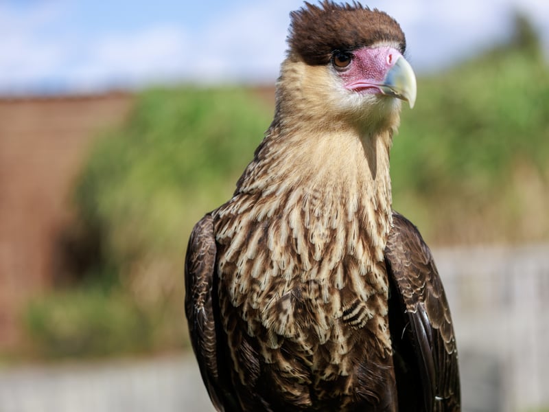 A white and black raptor with an orange face and a dark crest standing on the ground. (gallery image 3)