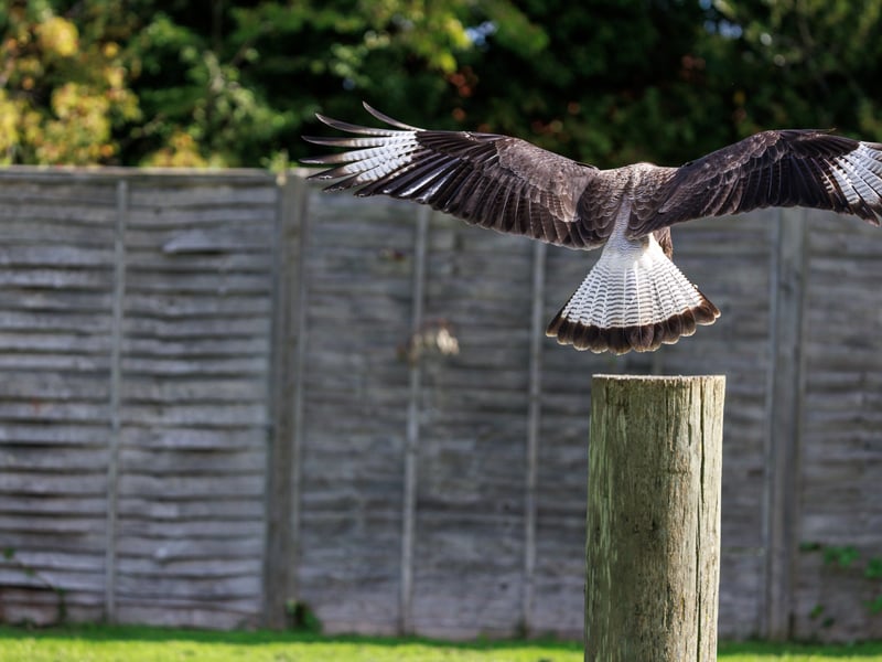 A white and black raptor with an orange face and a dark crest standing on the ground. (gallery image 4)