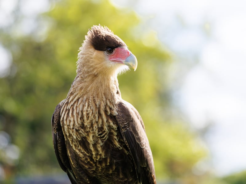 A white and black raptor with an orange face and a dark crest standing on the ground. (gallery image 5)