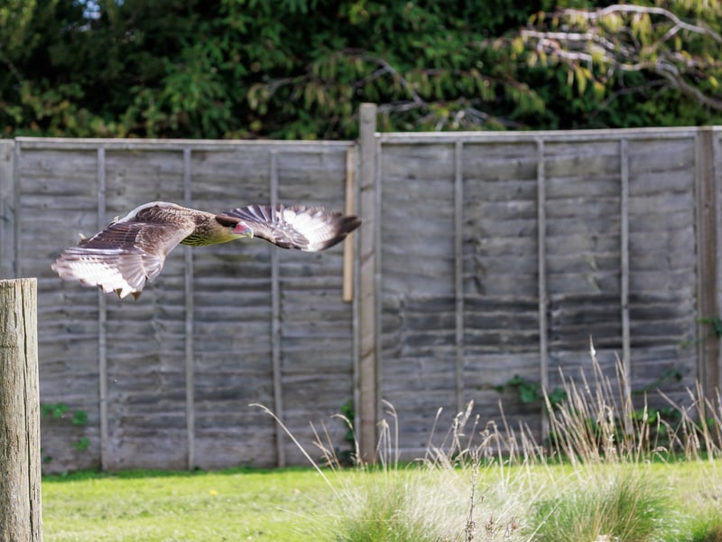 A white and black raptor with an orange face and a dark crest standing on the ground. (gallery image 6)