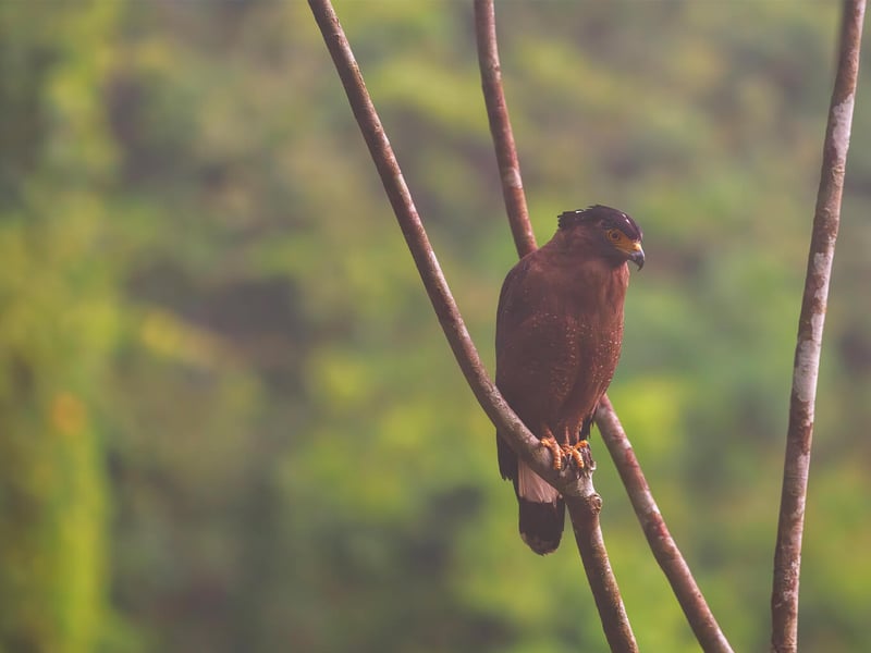 A Crested Serpent Eagle perched in a tree, showing its bold black-and-white fan crest and yellow facial skin. (gallery image 1)