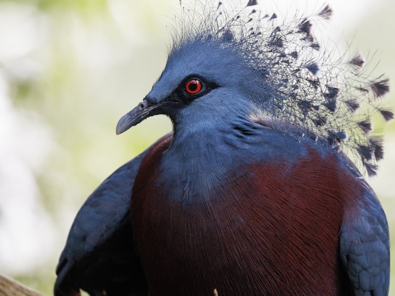 A massive, deep blue pigeon with an intricate, lace-like fan of feathers on its head. (gallery image 2)