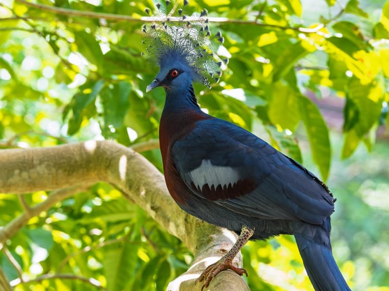 A massive, deep blue pigeon with an intricate, lace-like fan of feathers on its head. (gallery image 1)