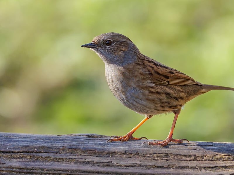 A small, lead-grey and brown bird hopping on the ground near a bush. (gallery image 1)