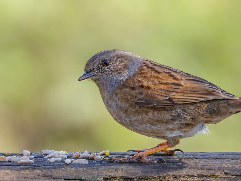 A small, lead-grey and brown bird hopping on the ground near a bush. (gallery image 2)