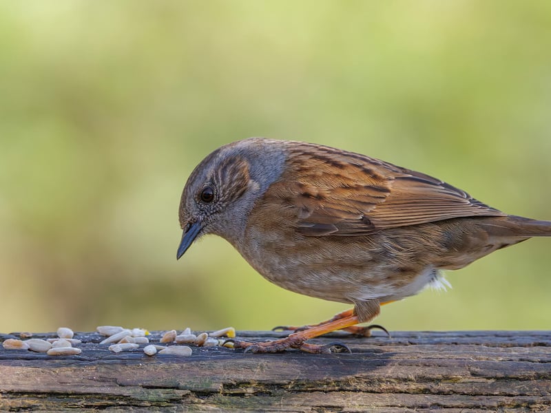 A small, lead-grey and brown bird hopping on the ground near a bush. (gallery image 3)