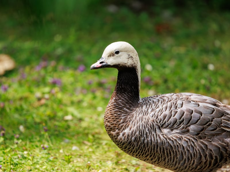 Emperor goose with a white head, black throat, pink bill and scaled grey-brown plumage, on grass dotted with purple flowers. (gallery image 1)