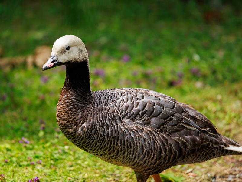 Emperor goose with a white head, black throat, pink bill and scaled grey-brown plumage, on grass dotted with purple flowers. (gallery image 2)