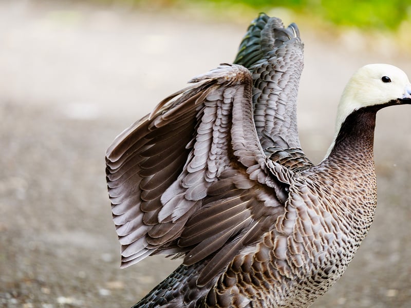 Emperor goose with a white head, black throat, pink bill and scaled grey-brown plumage, on grass dotted with purple flowers. (gallery image 3)