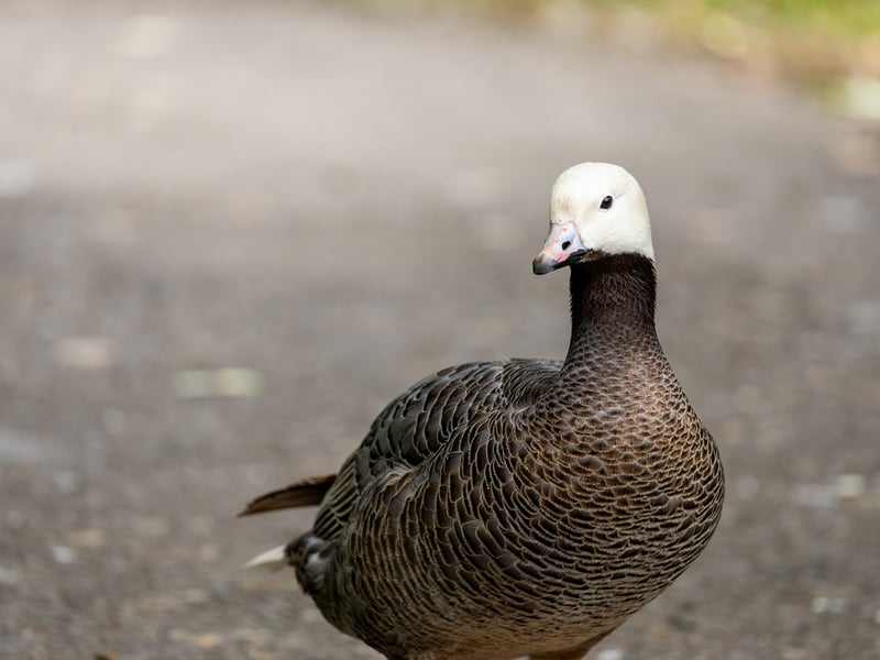 Emperor goose with a white head, black throat, pink bill and scaled grey-brown plumage, on grass dotted with purple flowers. (gallery image 4)