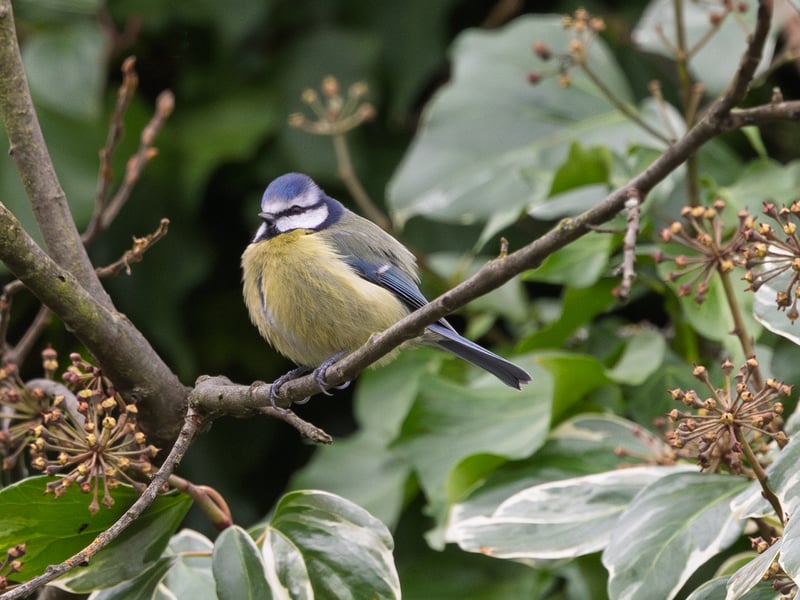 A tiny bird with a bright blue cap, white face with a dark line, and yellow belly. (gallery image 1)