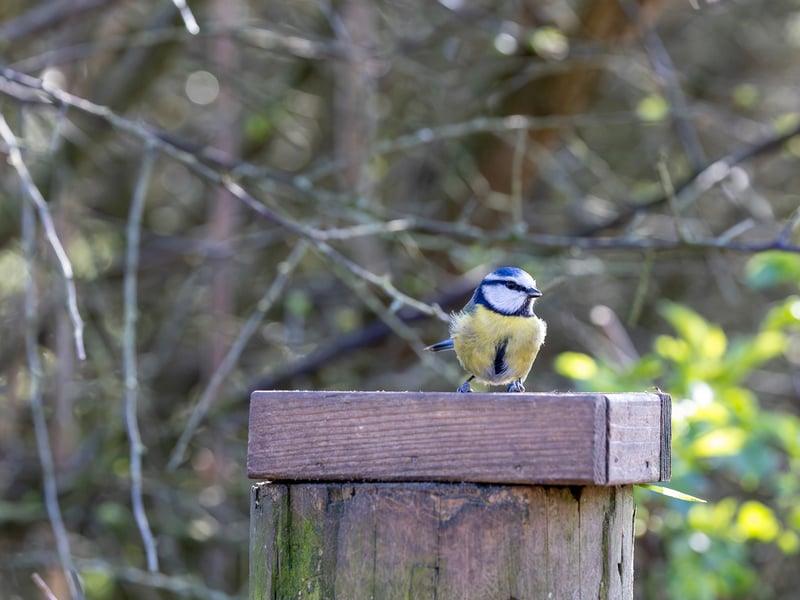 A tiny bird with a bright blue cap, white face with a dark line, and yellow belly. (gallery image 2)