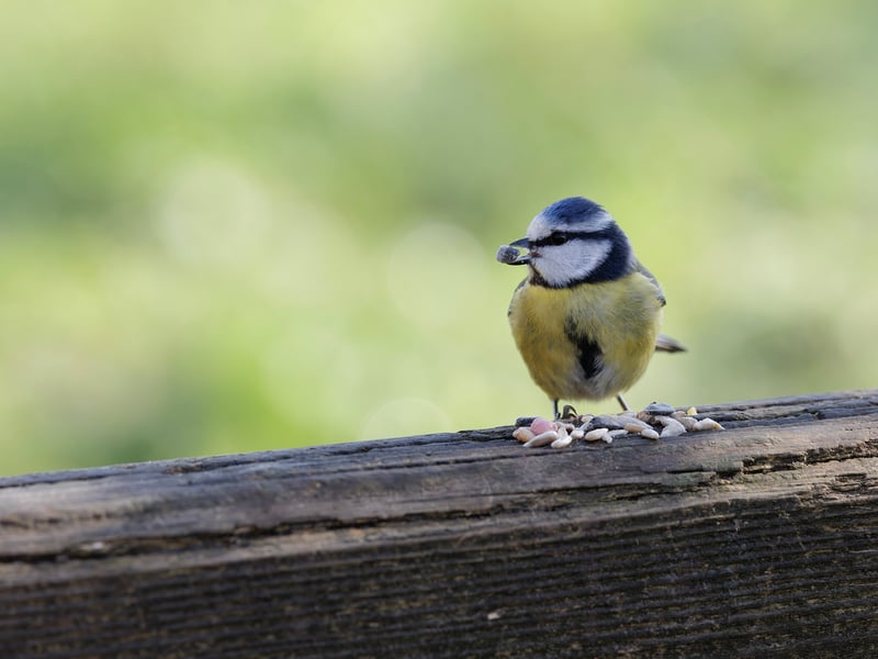 A tiny bird with a bright blue cap, white face with a dark line, and yellow belly. (gallery image 3)