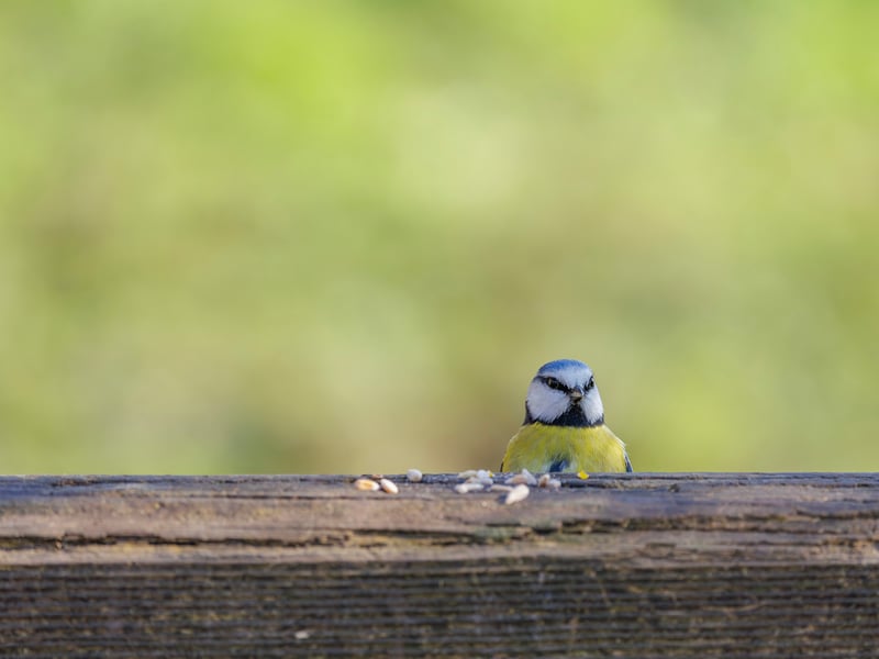 A tiny bird with a bright blue cap, white face with a dark line, and yellow belly. (gallery image 4)
