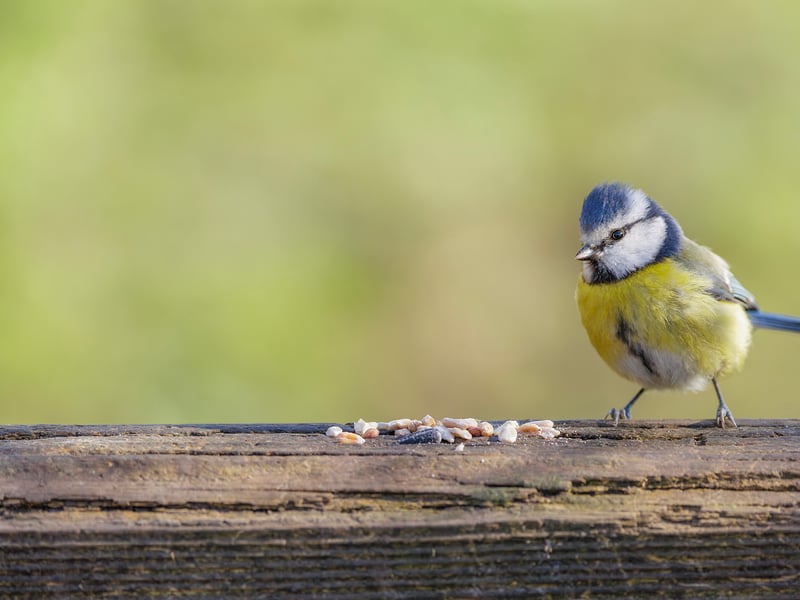A tiny bird with a bright blue cap, white face with a dark line, and yellow belly. (gallery image 5)