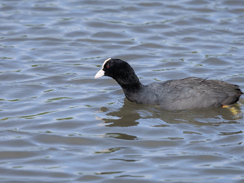 A black waterbird with a white beak and forehead shield swimming on a calm water surface. (gallery image 1)