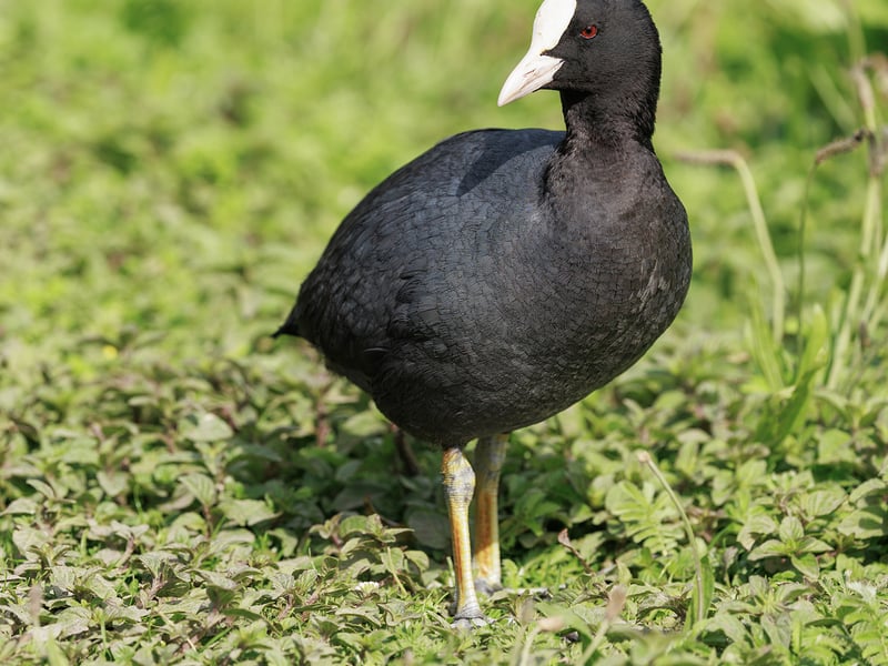 A black waterbird with a white beak and forehead shield swimming on a calm water surface. (gallery image 2)