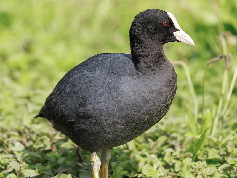 A black waterbird with a white beak and forehead shield swimming on a calm water surface. (gallery image 3)