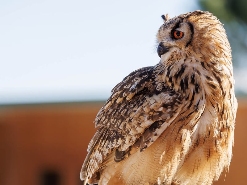 A majestic Eurasian Eagle-Owl perched on a rocky ledge, showing its prominent ear tufts and intense orange eyes. (gallery image 1)