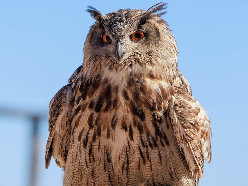 A majestic Eurasian Eagle-Owl perched on a rocky ledge, showing its prominent ear tufts and intense orange eyes. (gallery image 2)