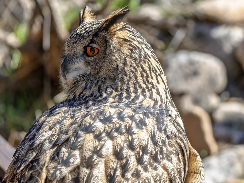 A majestic Eurasian Eagle-Owl perched on a rocky ledge, showing its prominent ear tufts and intense orange eyes. (gallery image 3)