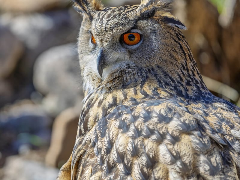 A majestic Eurasian Eagle-Owl perched on a rocky ledge, showing its prominent ear tufts and intense orange eyes. (gallery image 4)