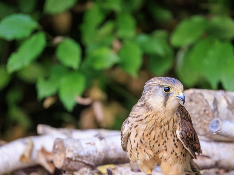 A small falcon with chestnut wings and a grey head (males) hovering in mid-air. (gallery image 1)