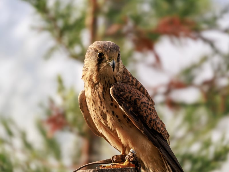 A small falcon with chestnut wings and a grey head (males) hovering in mid-air. (gallery image 2)