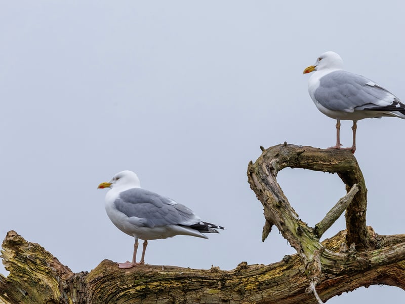 A large white and grey gull with pale eyes and a yellow beak featuring a distinct red spot. (gallery image 1)