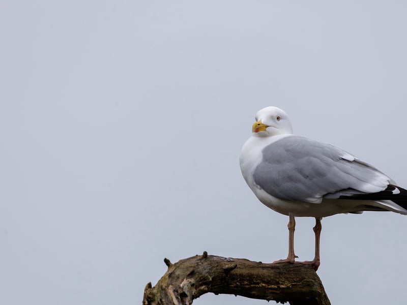 A large white and grey gull with pale eyes and a yellow beak featuring a distinct red spot. (gallery image 2)