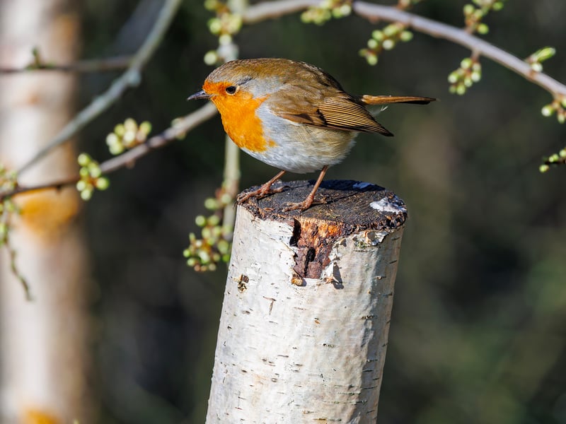 A small brown bird with a bright orange-red breast perched on a mossy branch. (gallery image 1)