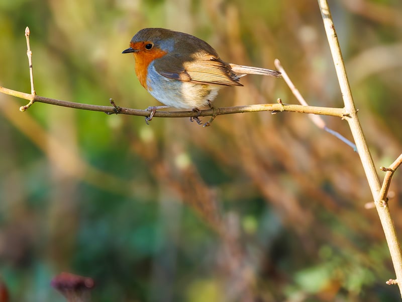 A small brown bird with a bright orange-red breast perched on a mossy branch. (gallery image 2)