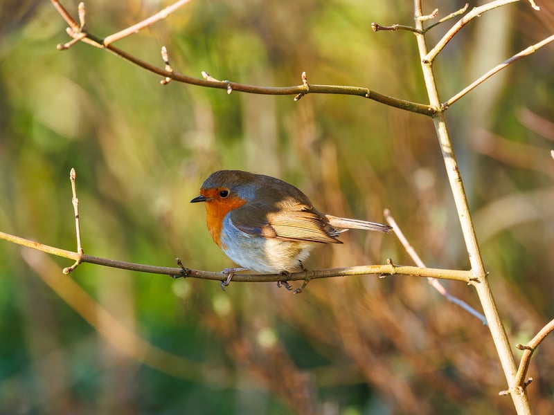 A small brown bird with a bright orange-red breast perched on a mossy branch. (gallery image 3)