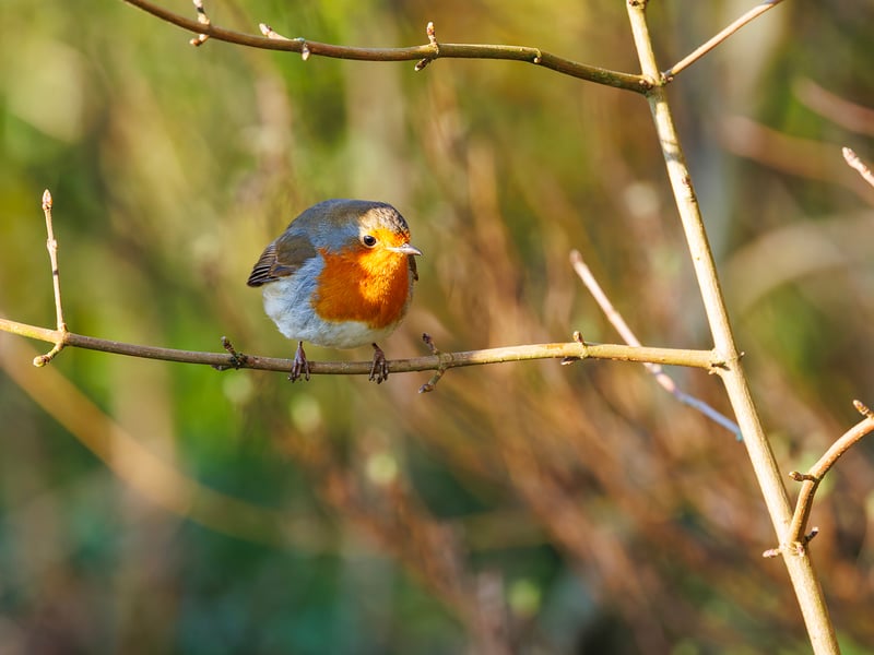 A small brown bird with a bright orange-red breast perched on a mossy branch. (gallery image 4)