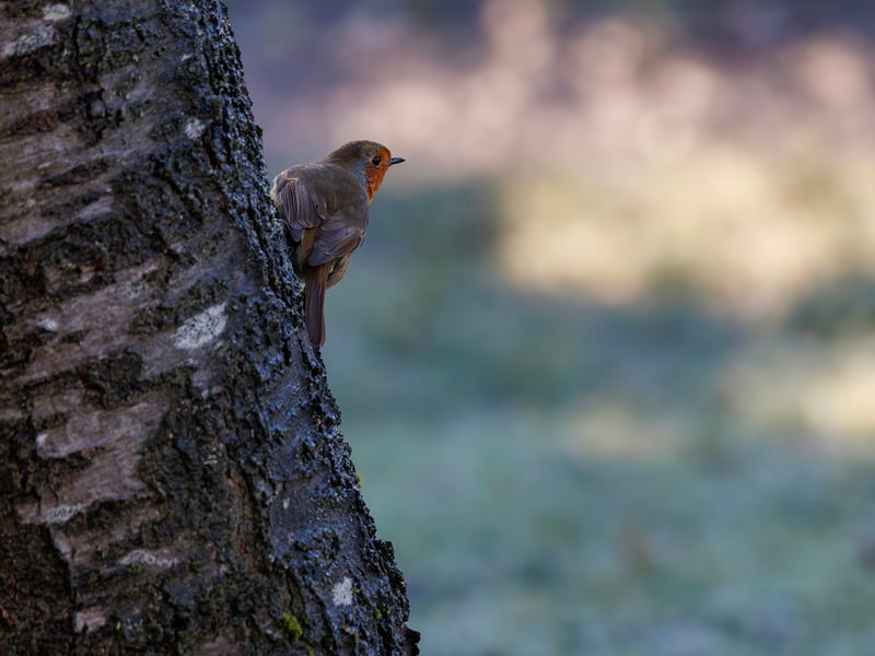 A small brown bird with a bright orange-red breast perched on a mossy branch. (gallery image 5)