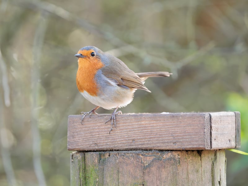 A small brown bird with a bright orange-red breast perched on a mossy branch. (gallery image 6)