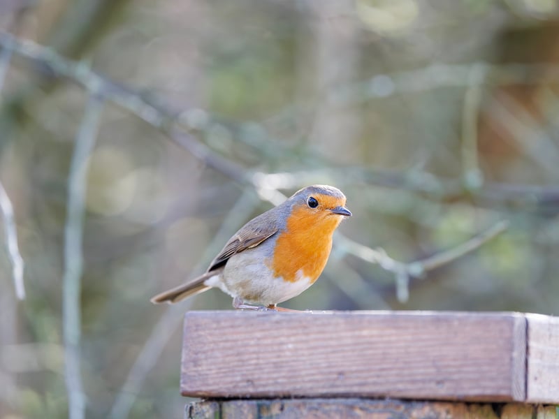 A small brown bird with a bright orange-red breast perched on a mossy branch. (gallery image 7)