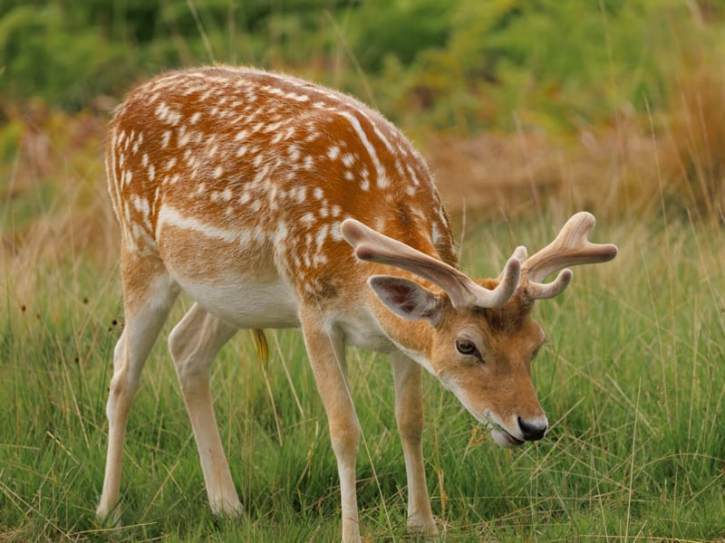 A light brown deer with white spots and broad, flat antlers standing in a forest. (gallery image 1)